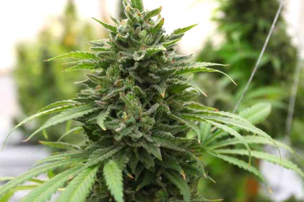 Заказать даркнет