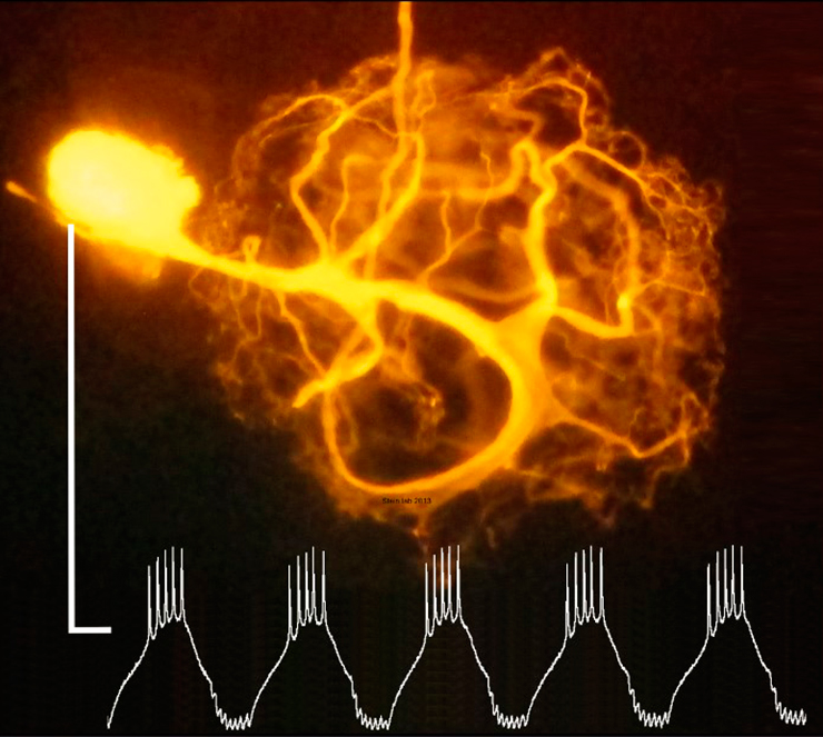 Кракен ссылка германия